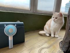 -猫猫幼稚园·撸猫·桌游·电玩