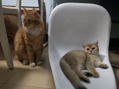 -袖虎·猫馆(体育西路店)