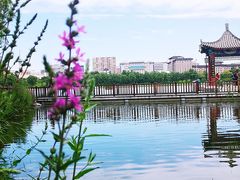 -莲花池公园