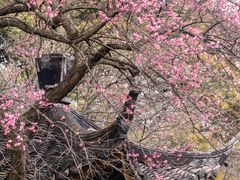 -杭州植物园