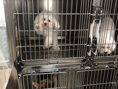 -宠福鑫康馨动物医院·骨科·眼科