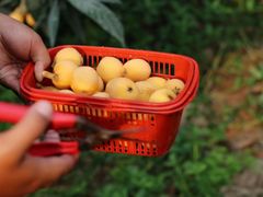 -塘栖枇杷特色园区