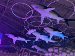 -烟台海昌鲸鲨海洋公园