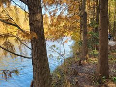 -上海海湾国家森林公园