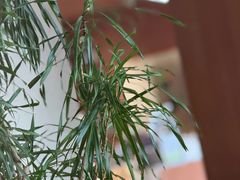 -奈雪的茶(南山大冲一期店)