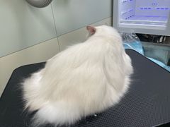 -达爱动物医院·犬猫分区·CT·复杂眼科(远洋山水分院)