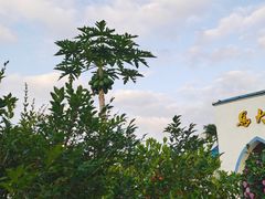 -马大胡子清真西北菜