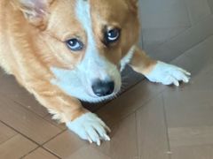 -天宠宠物医院24小时·急重症诊疗中心·全科·腔镜特色(和平分院)