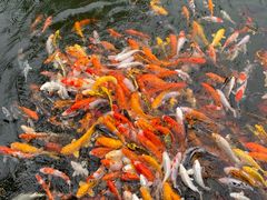 -大门水乡·顺德菜
