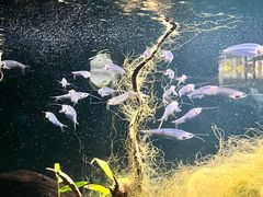 -太平洋海底世界