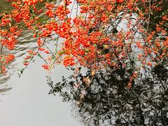 -秋霞圃