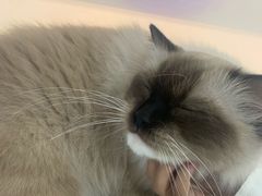 -糯米喵星人·撸猫猫舍咖啡馆(西市场嘉华店)