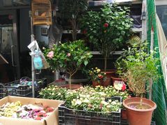 -登发花鸟鱼虫市场