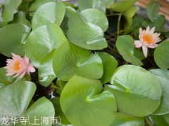 -龙华寺
