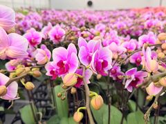 -龙大花卉苗木市场