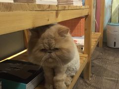 -小时光咖啡馆(开森度假森林店)