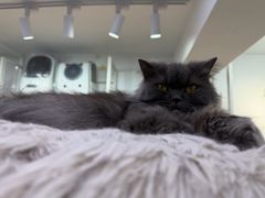 -爱洗澡的猫(天河路店)
