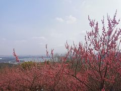 -香雪海