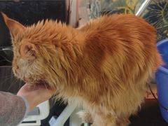 -平行世界·猫咖(首经贸店)