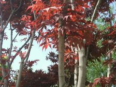 -武清南湖绿博园