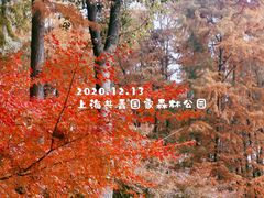 -上海共青森林公园