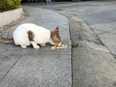 -奥林匹克体育中心游泳馆