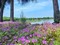 -漩门湾国家湿地公园