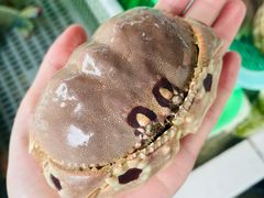 -外伶仃岛海鲜市场