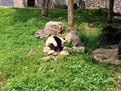 -都江堰中华大熊猫苑