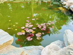 -香山公园