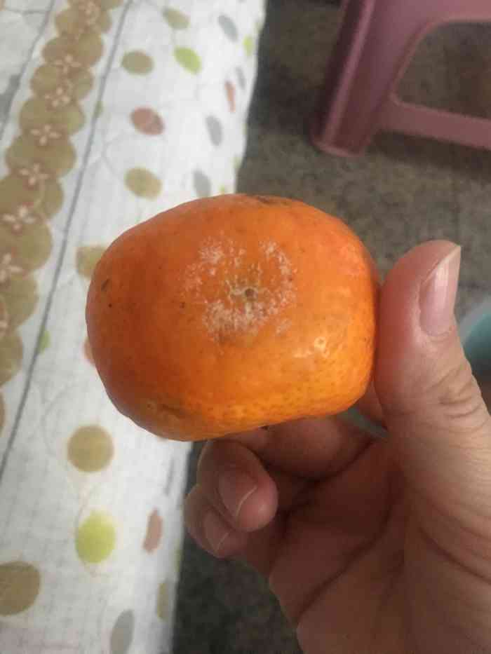 青皮橘子坏果图片图片