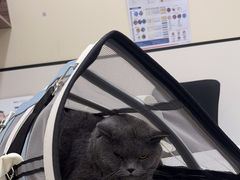 -萌兽医馆·犬猫专科·眼科中心·宠物医院(朝阳门分院)