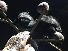 -清迈夜间动物园