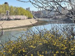 -桃花堤公园