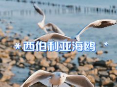 -深圳湾公园(南山区)