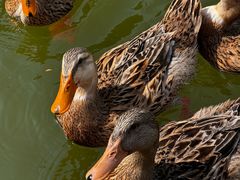 -长白岛森林公园