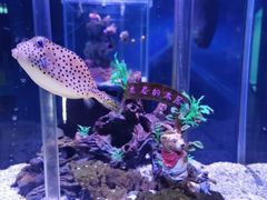 -太平洋海底世界