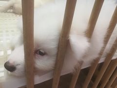 -瑞鹏宠物医院·眼科·皮肤·中兽医(大悦城分院)