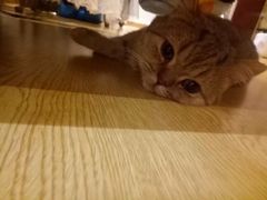-万小咖.猫咖(中山路天虹店)