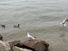 -深圳湾公园(南山区)