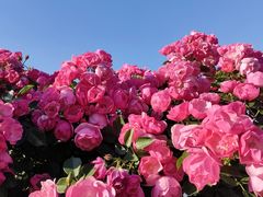 -上海滨江森林公园