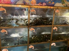 水产区-三道苗苗鱼·美蛙黄辣丁(八里店)