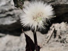 -甘堡藏寨