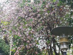 -深圳国际园林花卉博览园