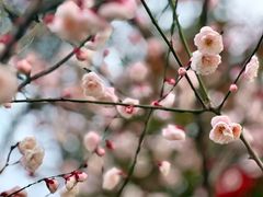 -蒋氏故居