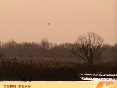-盐城丹顶鹤湿地生态旅游区