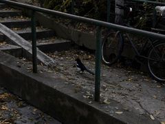 -风车面包