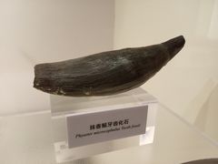 -正佳自然科学博物馆