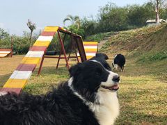 -良成狗狗乐园