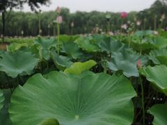 -东郊湿地公园